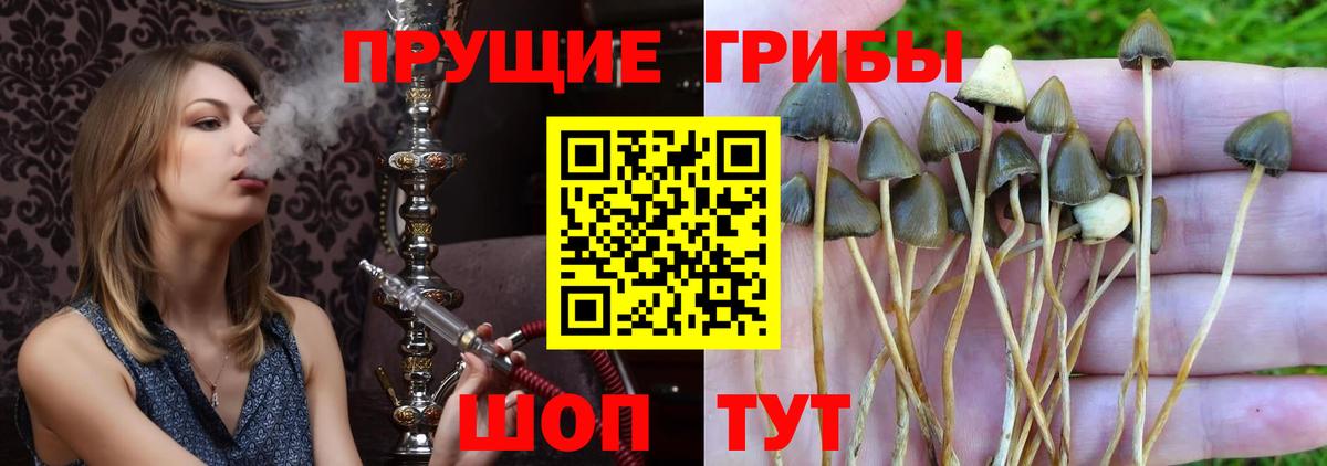 Таганрог  хочу   Вход с VPN  Псилоцибиновые грибы мицелий 